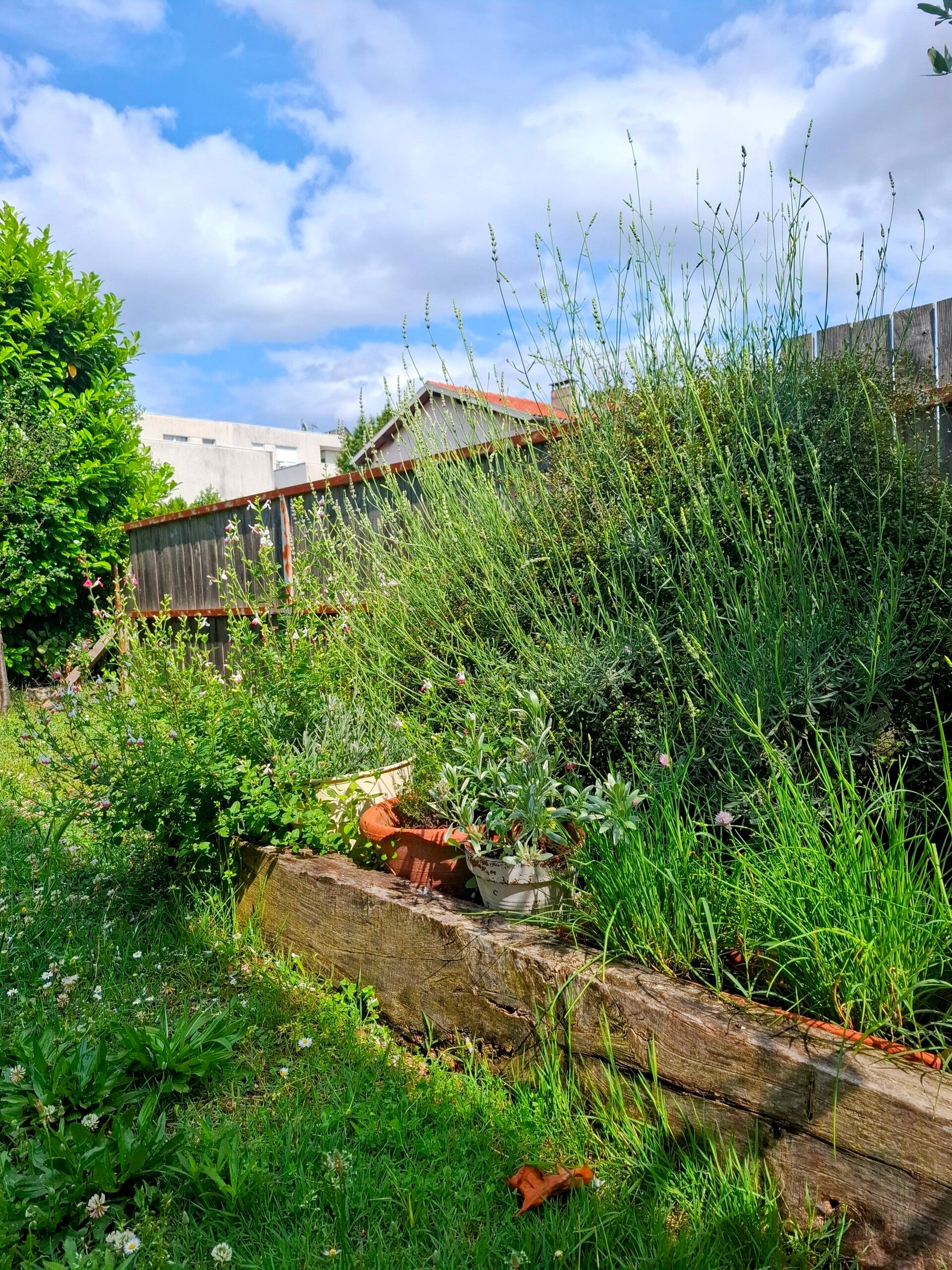 20250604_165000-edit-standard-s84zc5.jpg