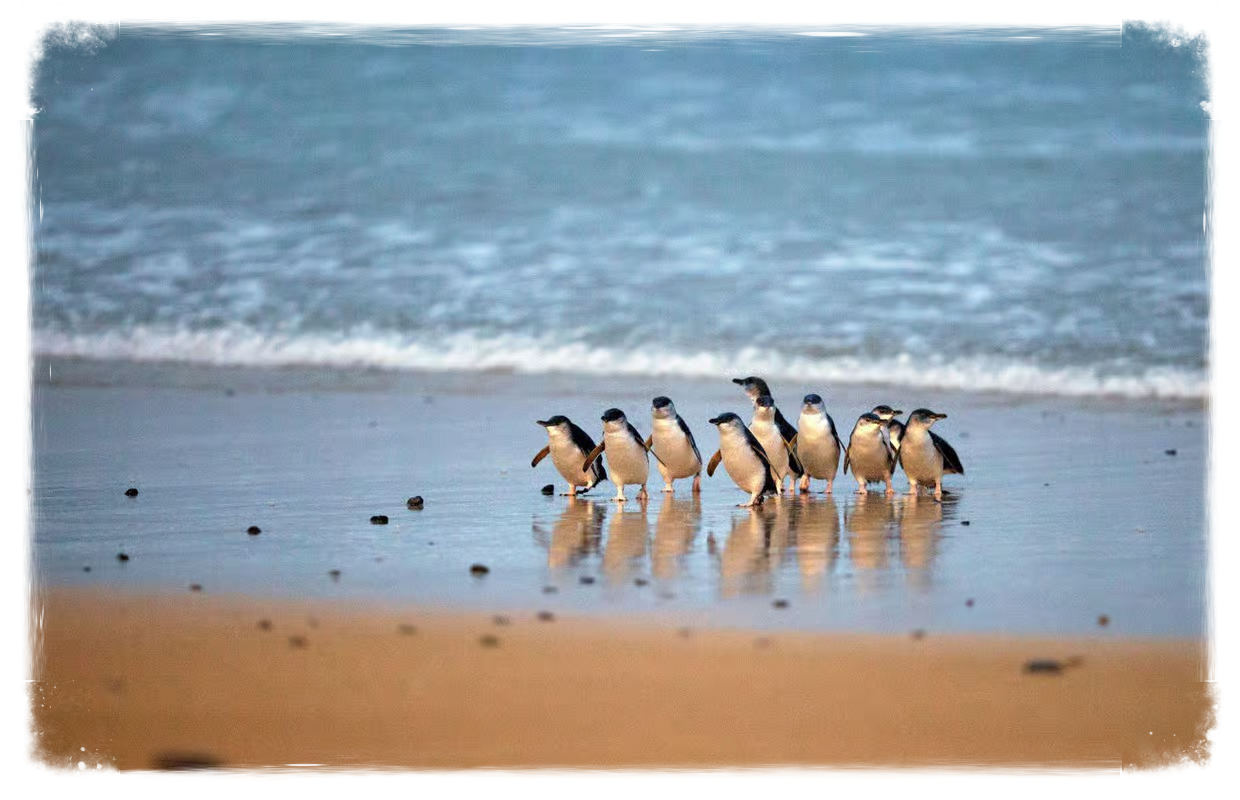 Melbourne: Phillip Island Private Tour with Penguin Parade