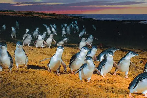 Phillip Island Private Escape: Penguin Parade, Koala Conservation & Chocolate Factory