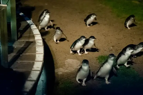 Phillip Island with Penguin Parade & Puffing Billy Train