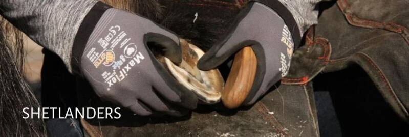 Shetlander eet hooi