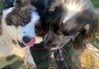 Twee honden spelen samen