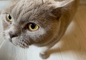 Grijze kat met geel bruine ogen komt nieuwsgierig kijken