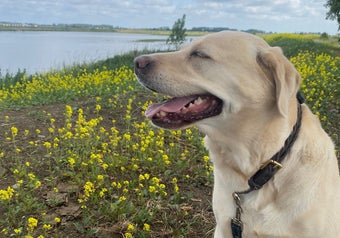 Blonde labrador zit tevreden voor zich uit te kijken
