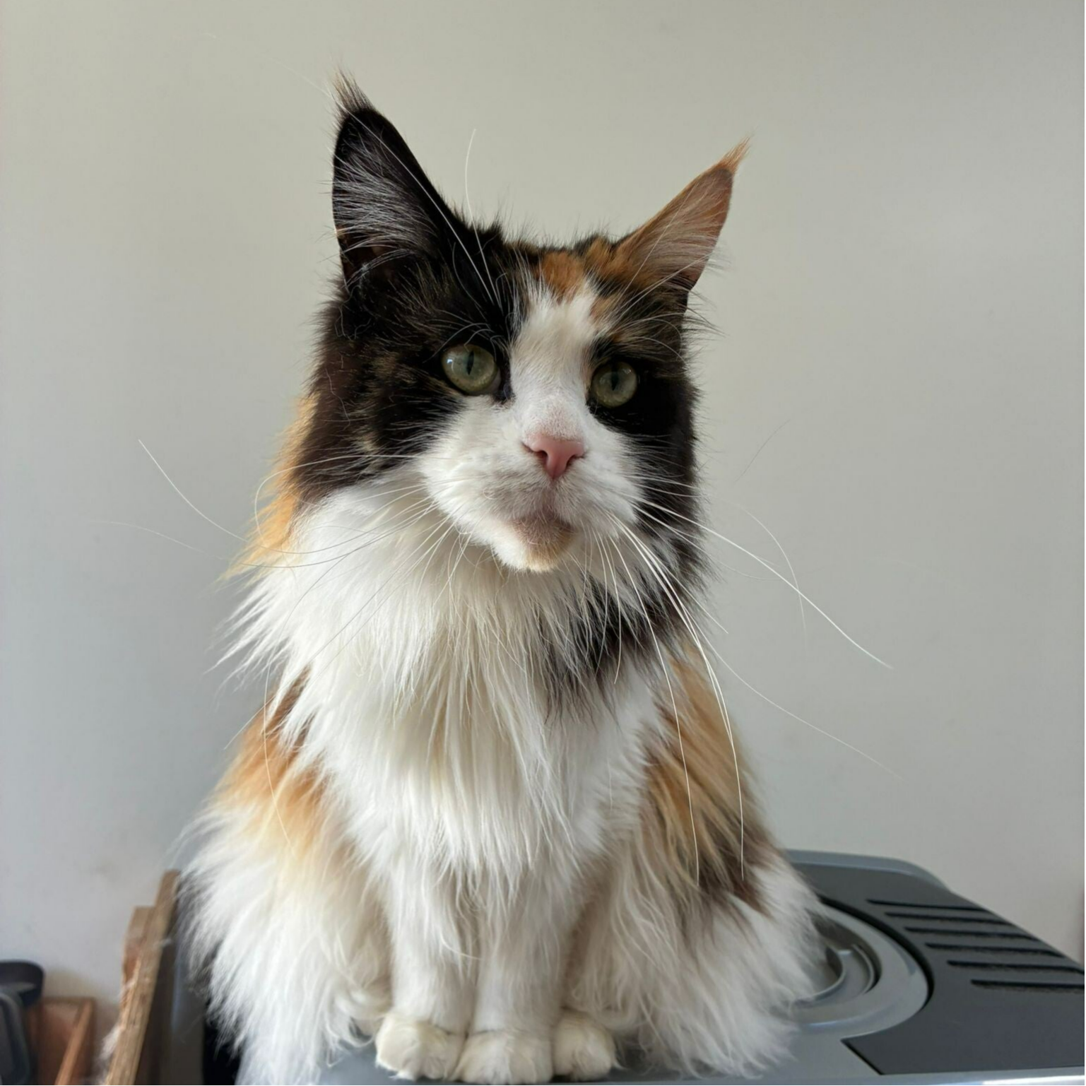 Grijze kat met geel bruine ogen komt nieuwsgierig kijken