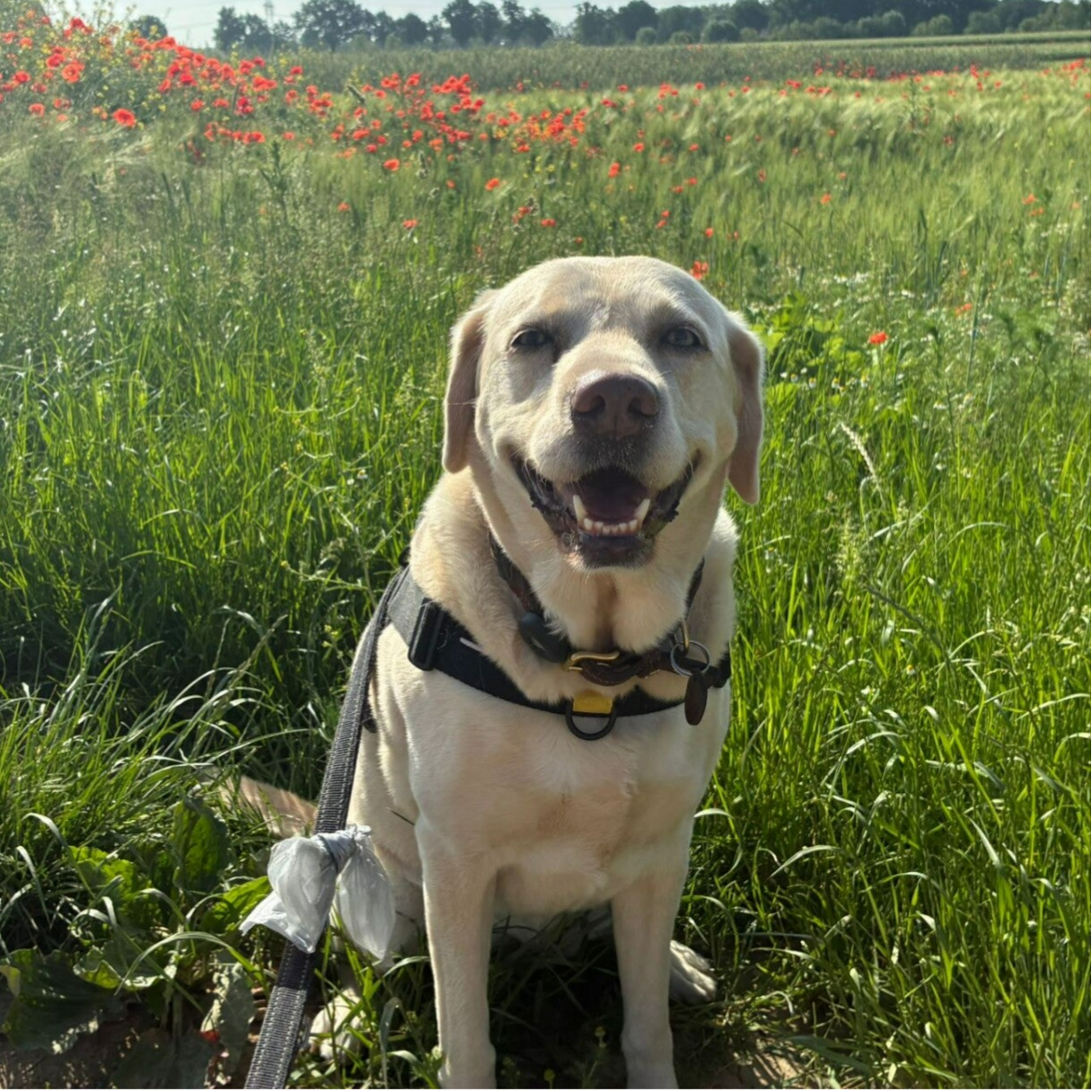 Old English Bulldog is aan het wandelen