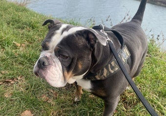 Old English Bulldog is aan het wandelen