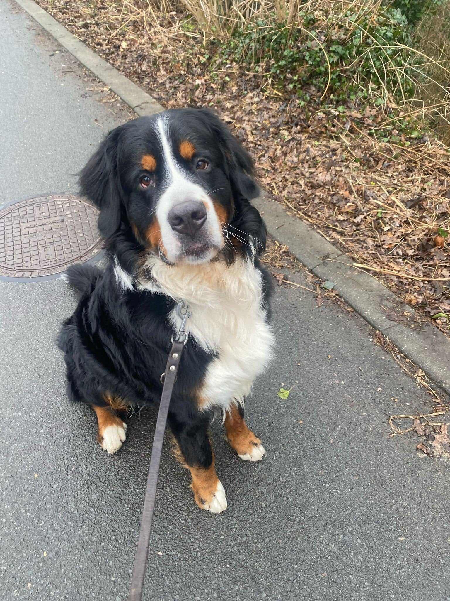 Bernersennen hond zittend