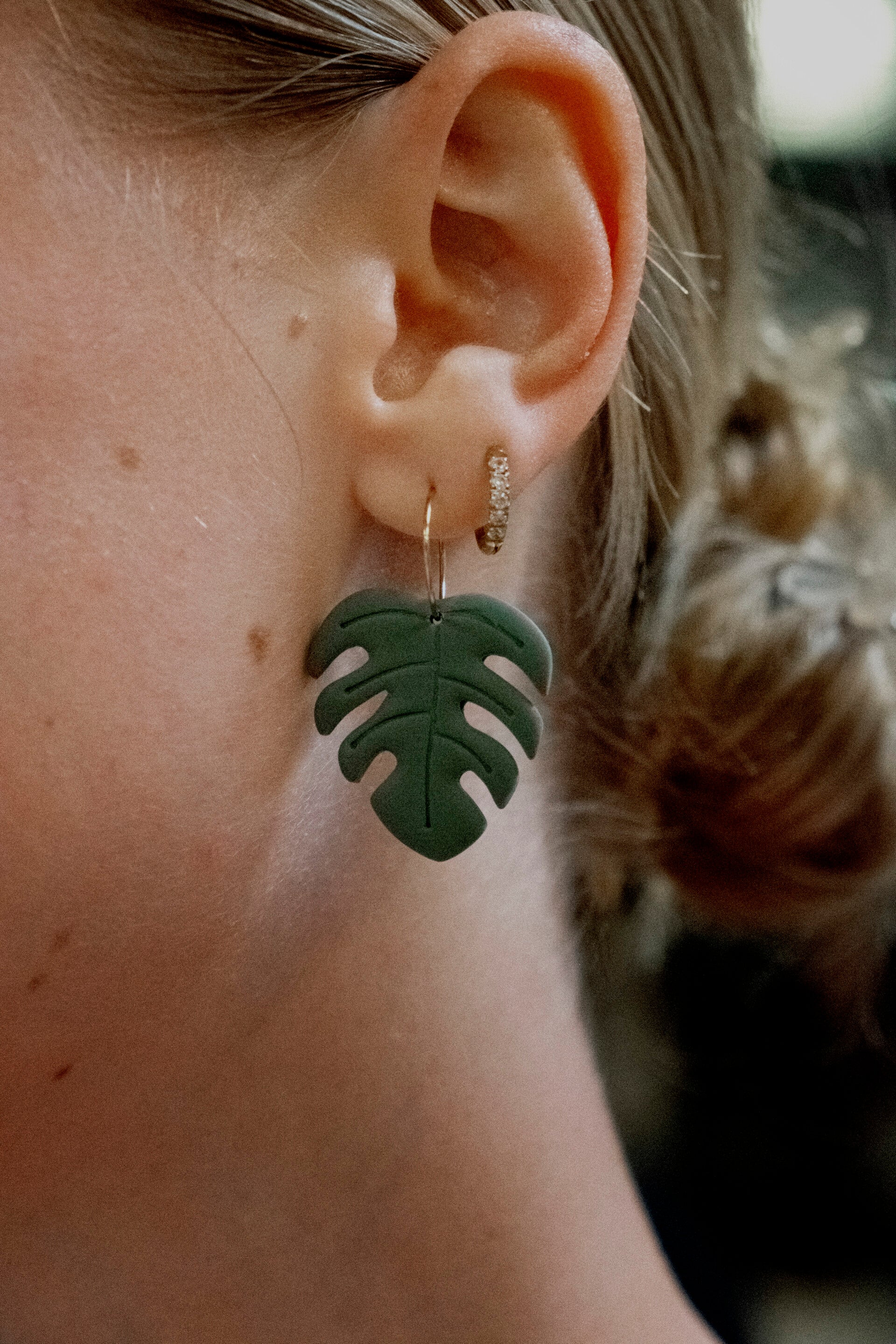 Monstera L