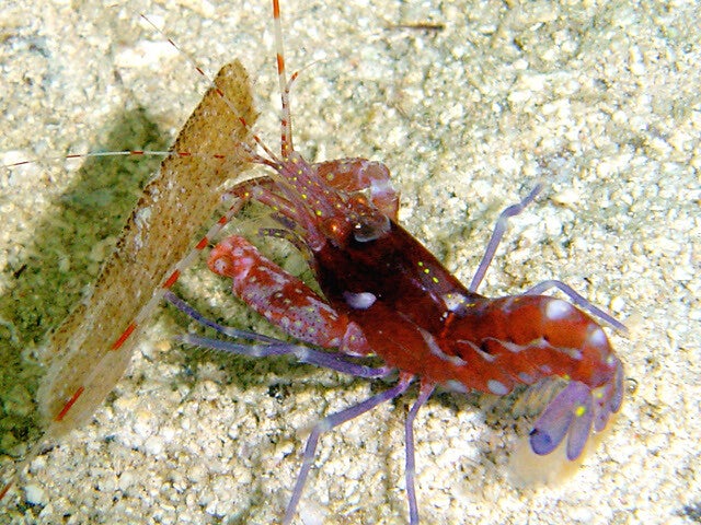 Pistol shrimp/ Alpheus armatus