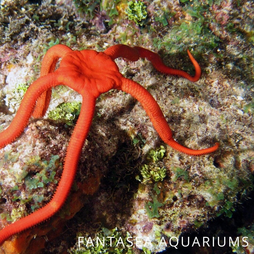 Red serpent star/ Ophioderma squamosissima