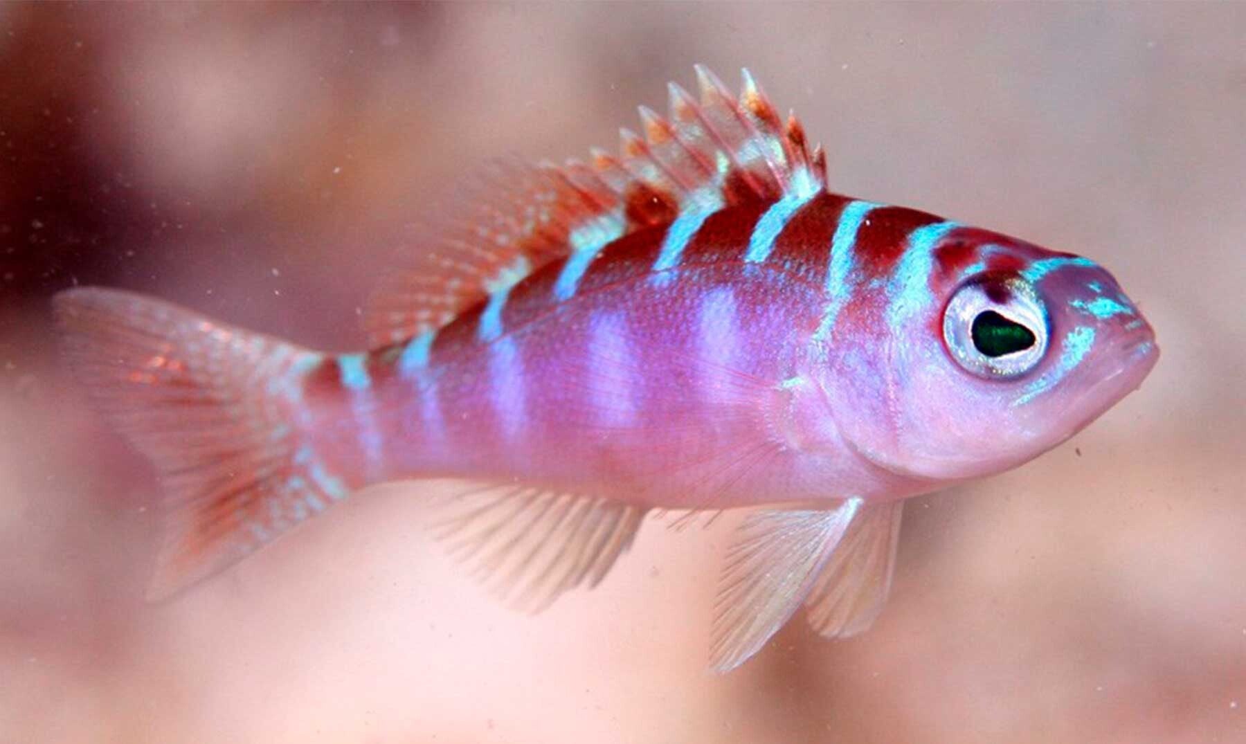 Chalk basslet fish/ Serranus tortugarum