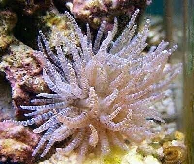 Curly-Q Anemone/ Bartholomea annulata