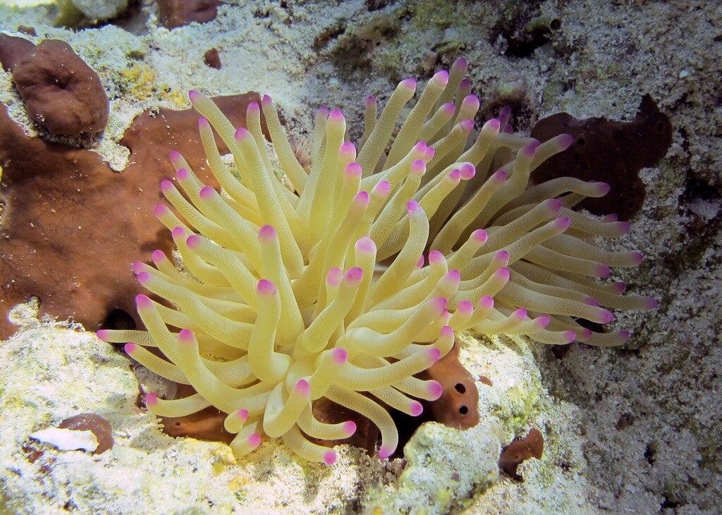 Pink tip anemone/ Condylactus gigantea