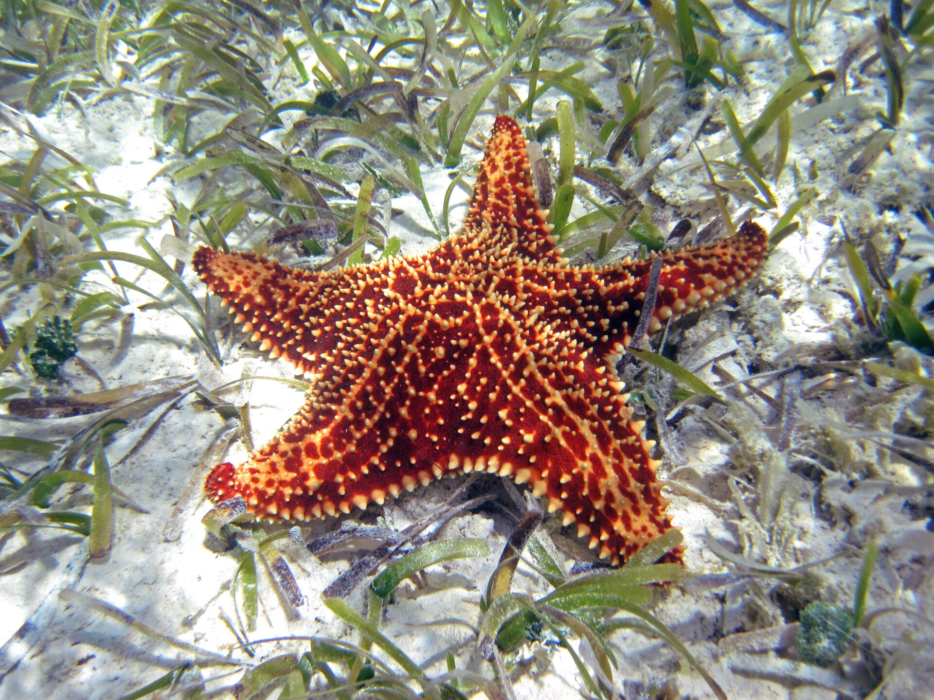 Bahama starfish/ Oreaster reticulatus