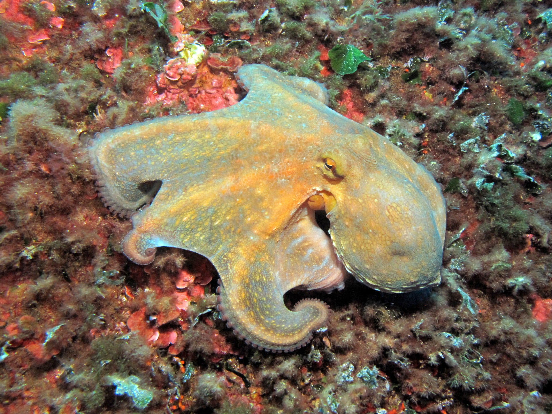 Common Octopus/ Octopus vulgaris