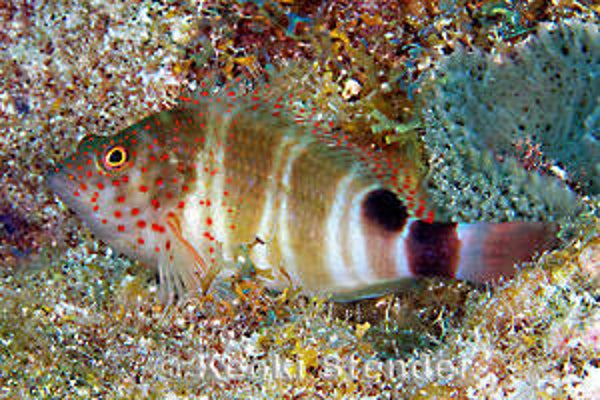 Redspotted hawkfish/ Amblycirrhitus pinos