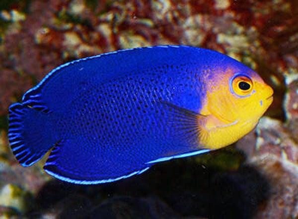 Cherub angelfish/ Centropyge argi