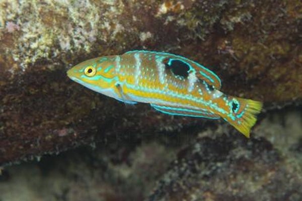 Puddingwife wrasse/ Halichoeres garnoti