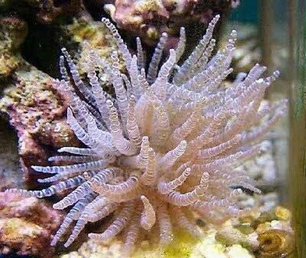 Curly-Q Anemone/ Bartholomea annulata