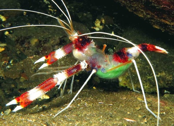 Boxer shrimp/ Stenopus hispidus