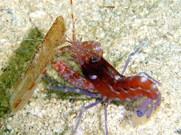 Pistol shrimp/ Alpheus armatus