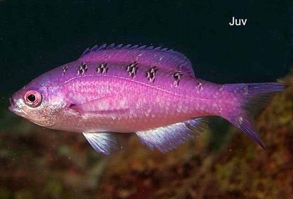 Creole wrasse fish / Clepticus parrae