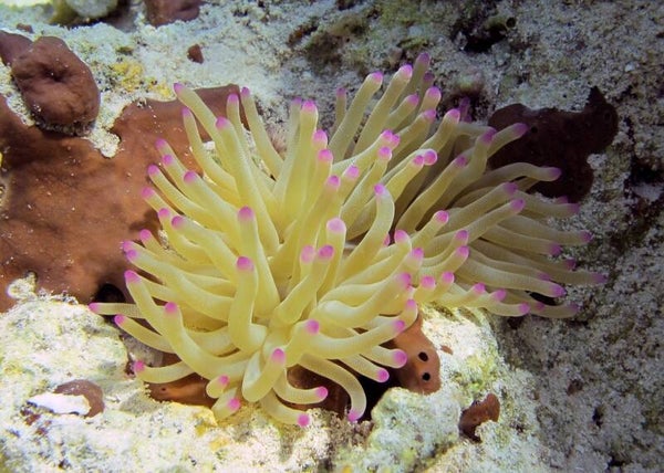 Pink tip anemone/ Condylactus gigantea