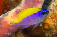 Sunshine damsel fish/ Chromis insolata