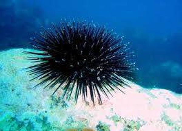 Stony sea urchin/ Paracentrotus lividus
