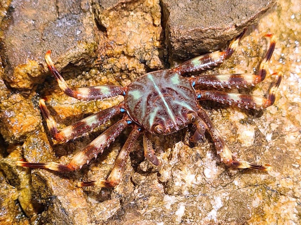 Sally ligtfoot crab/ Percnon gibbesi