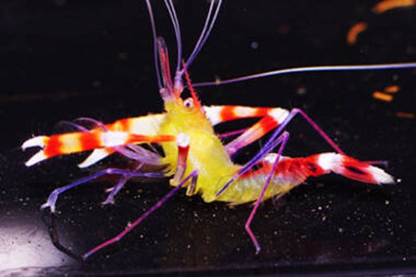 Gold banded shrimp/ Stenopus scutellatus