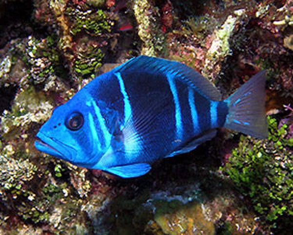 Indigo hamlet fish/ Hypoplectrus indigo