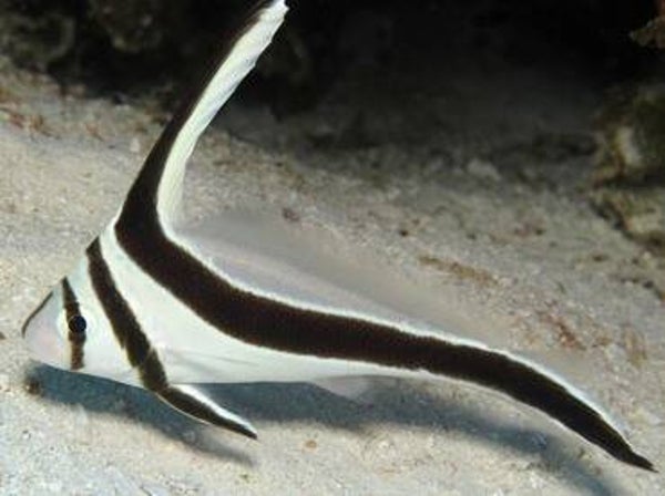 Jack-knifefish/ Equetus lanceolatus