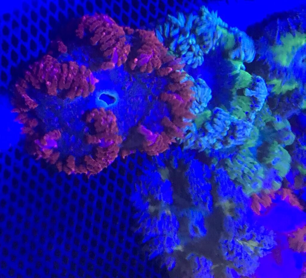 Rock flower anemone/ Epicystis crucifer