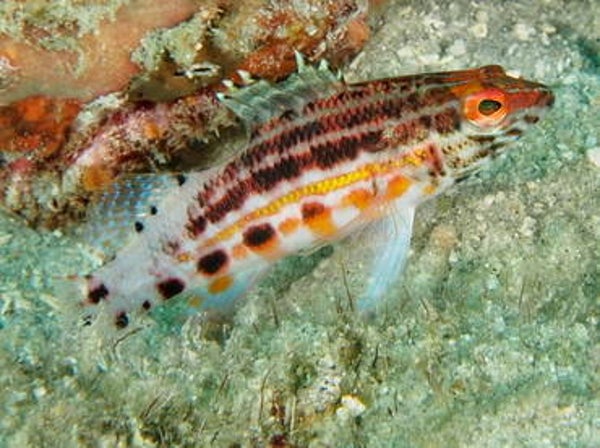Lantern basslet fish/ Serranus baldwini
