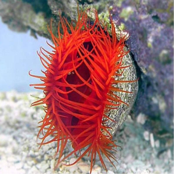 Flame scallop/ Lima scabra