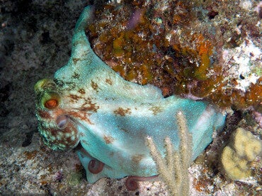 Caribbean reef octopus/ Octopus briareus