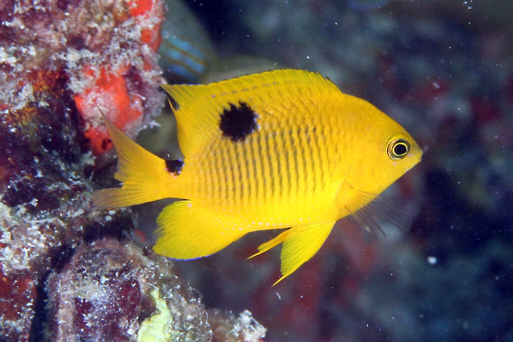 treespotte damsel fish/ Stegastes planifrons