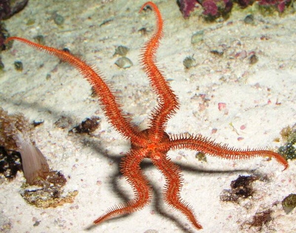 Red brittle star/ Ophiocoma sp.