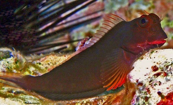 Red lip blenny fish/ Ophioblennius atlanticus