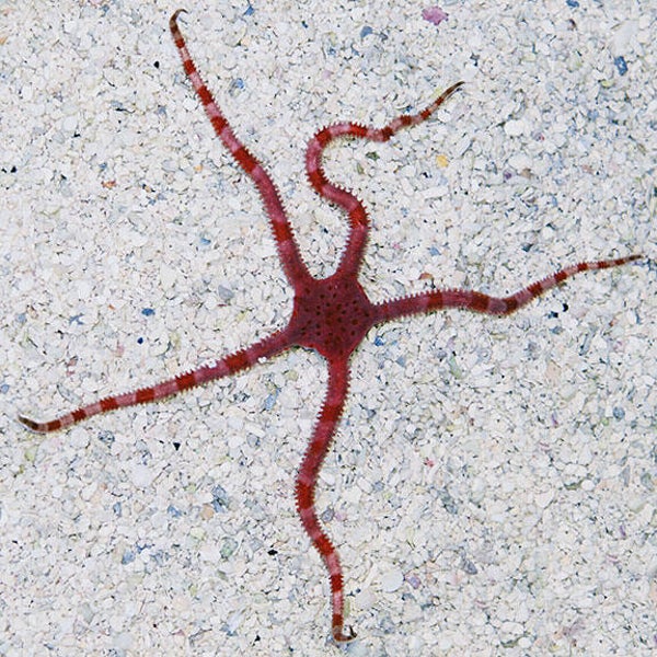 Red serpent brittle star/ Ophioderma rubicundum