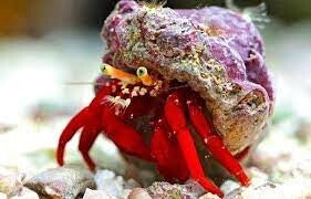 Red reef hermit crab/ Paguristis cadenati