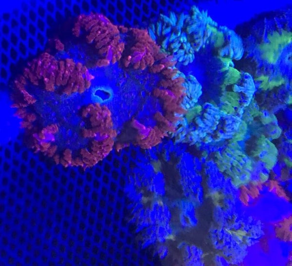 Rock flower anemone/ Epicystis crucifer