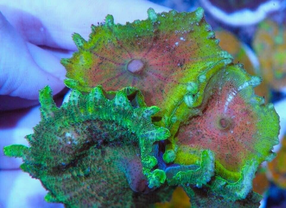 Umbrella mushroom/ Discosoma neglecta