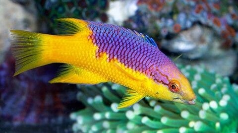 Spanishhog fish/ Bodianus rufus