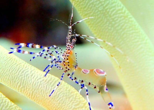 Spotted cleaner shrimp/  Periclimenes yucatanicus