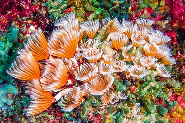 Duster Cluster social/ Bispira brunnea