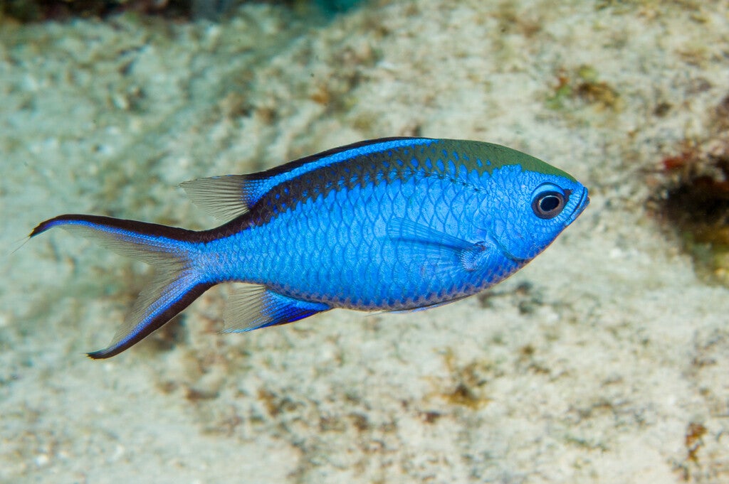 Blue reef chromis/ Chromis cyanea