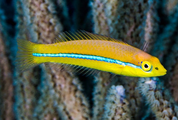 Yellowhead wrasse fish/ Halichoeres garnoti